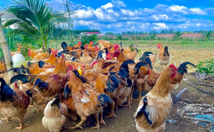  7 YẾU TỐ CỐT LÕI LÀM NÊN GÀ NHỊ NGUYỄN